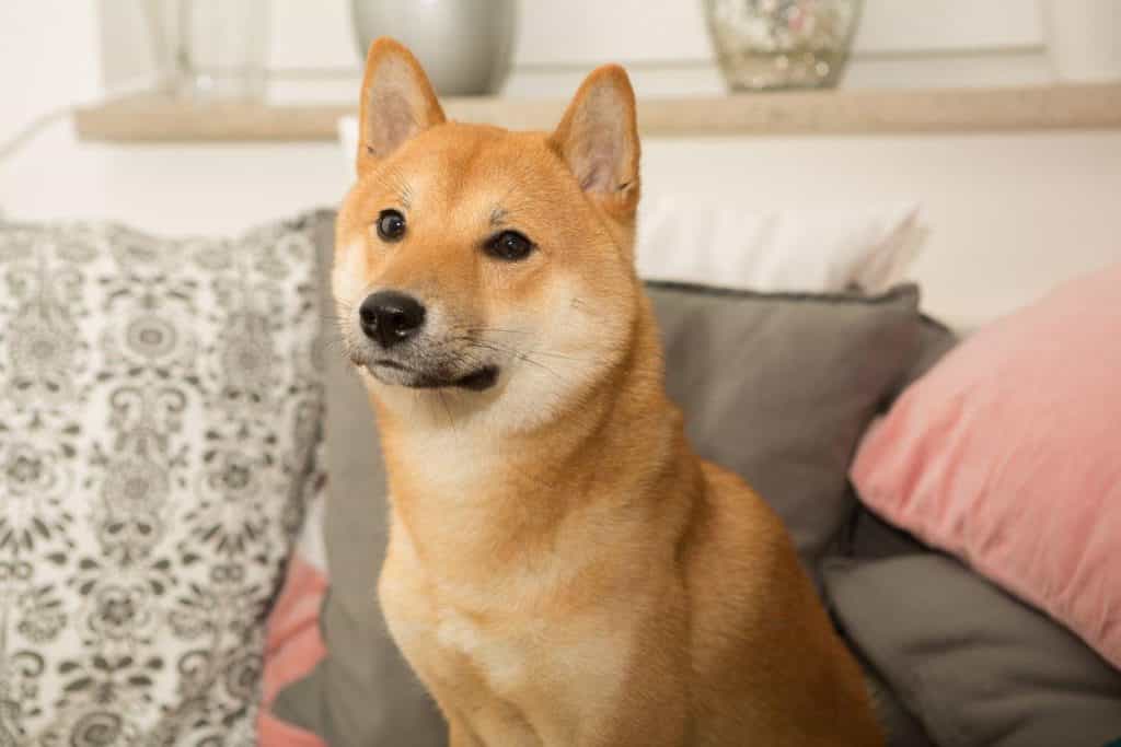au88 Inu từng đứng trước nguy cơ tuyệt chủng
