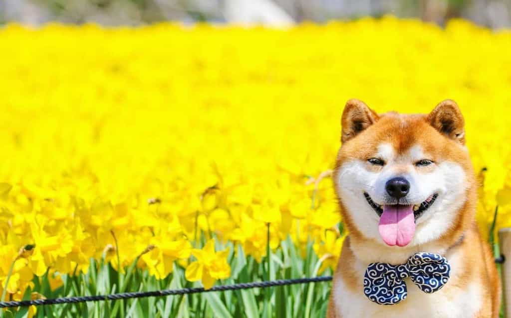 au88 Inu