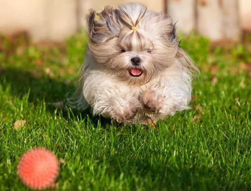 Chó Shih Tzu rượt đuổi bóng