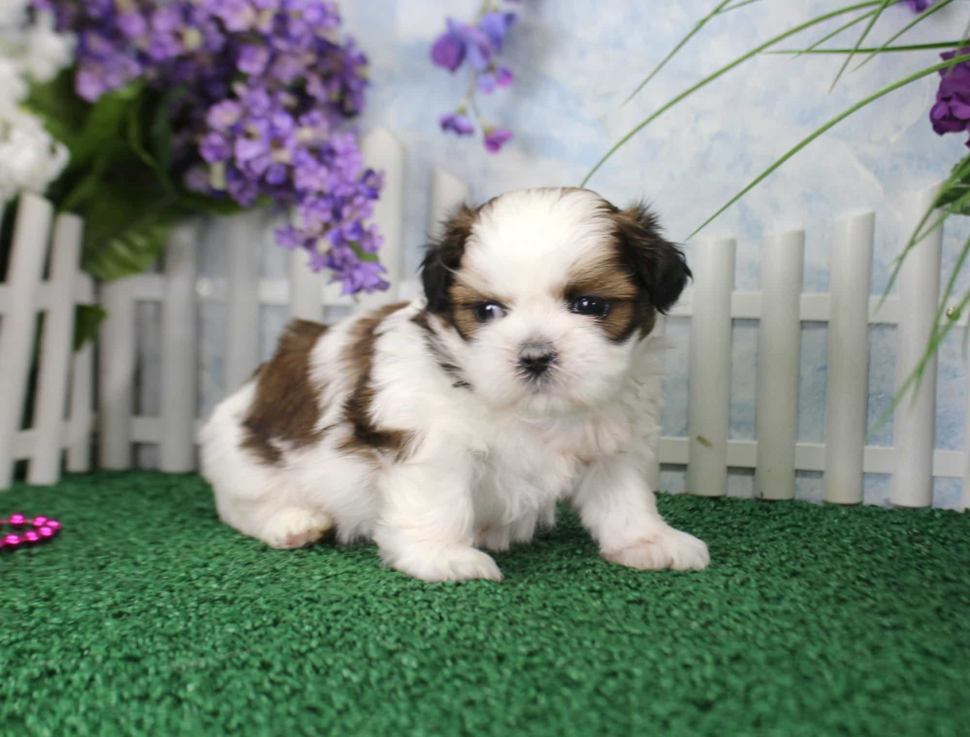 Chó Shih Tzu chụp nghệ thuật