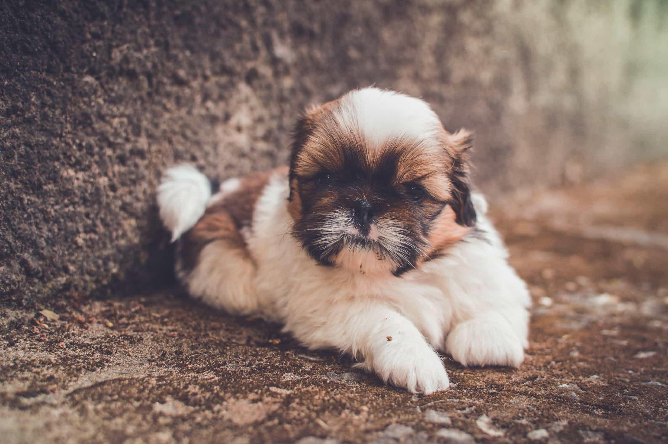 Chó Shih Tzu trên thềm đá