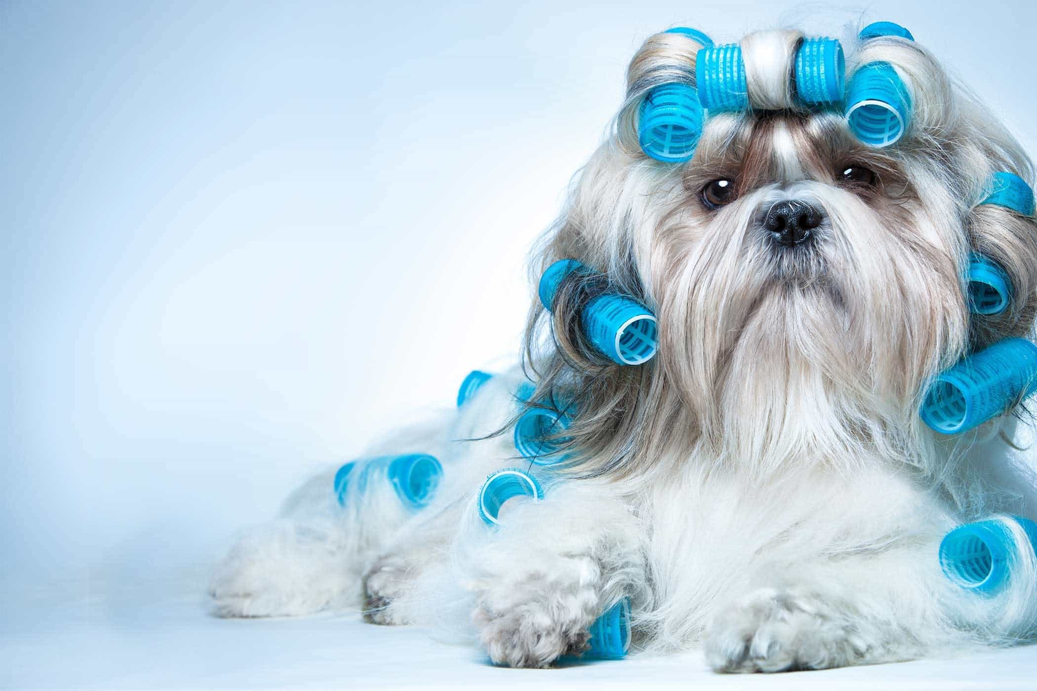 Chó Shih Tzu trung quốc