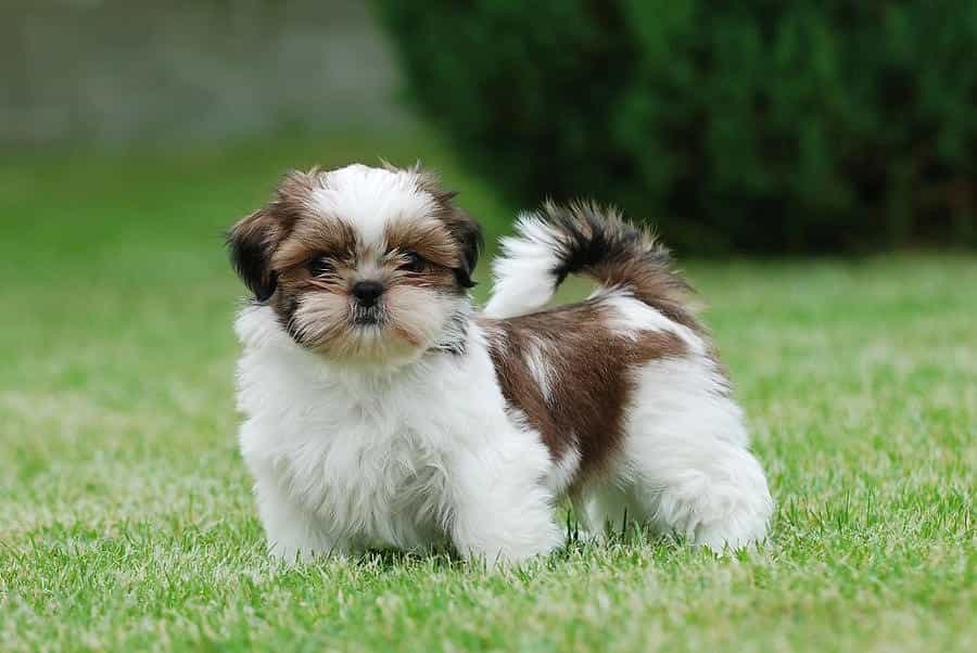 Chó Shih Tzu con trên bãi cỏ xanh