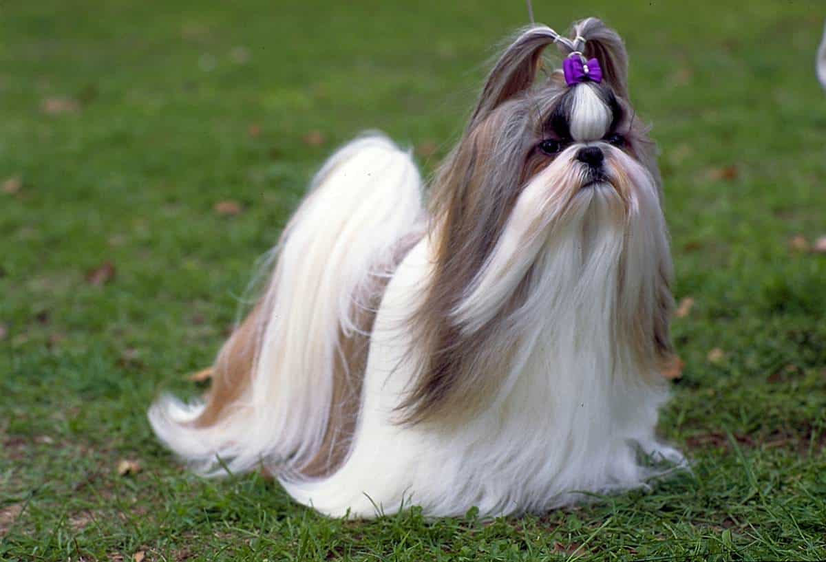 Chó Shih Tzu được chăm sóc bộ lông