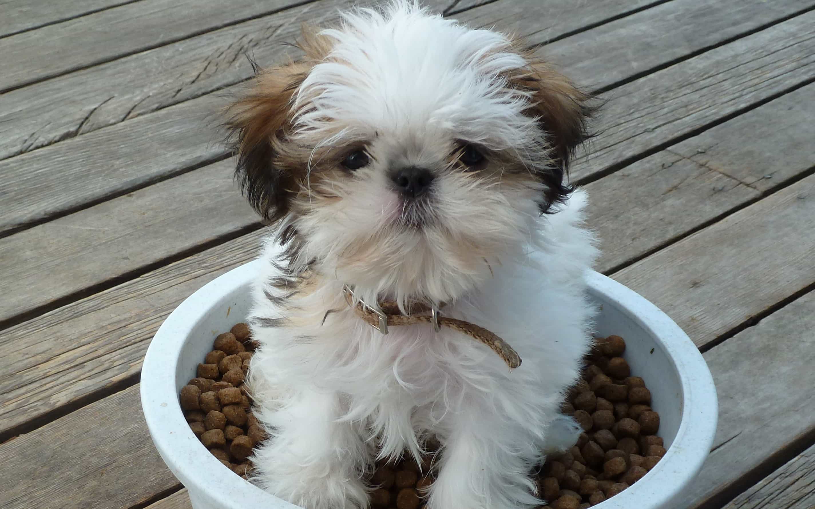 Chó Shih Tzu trong chậu đất