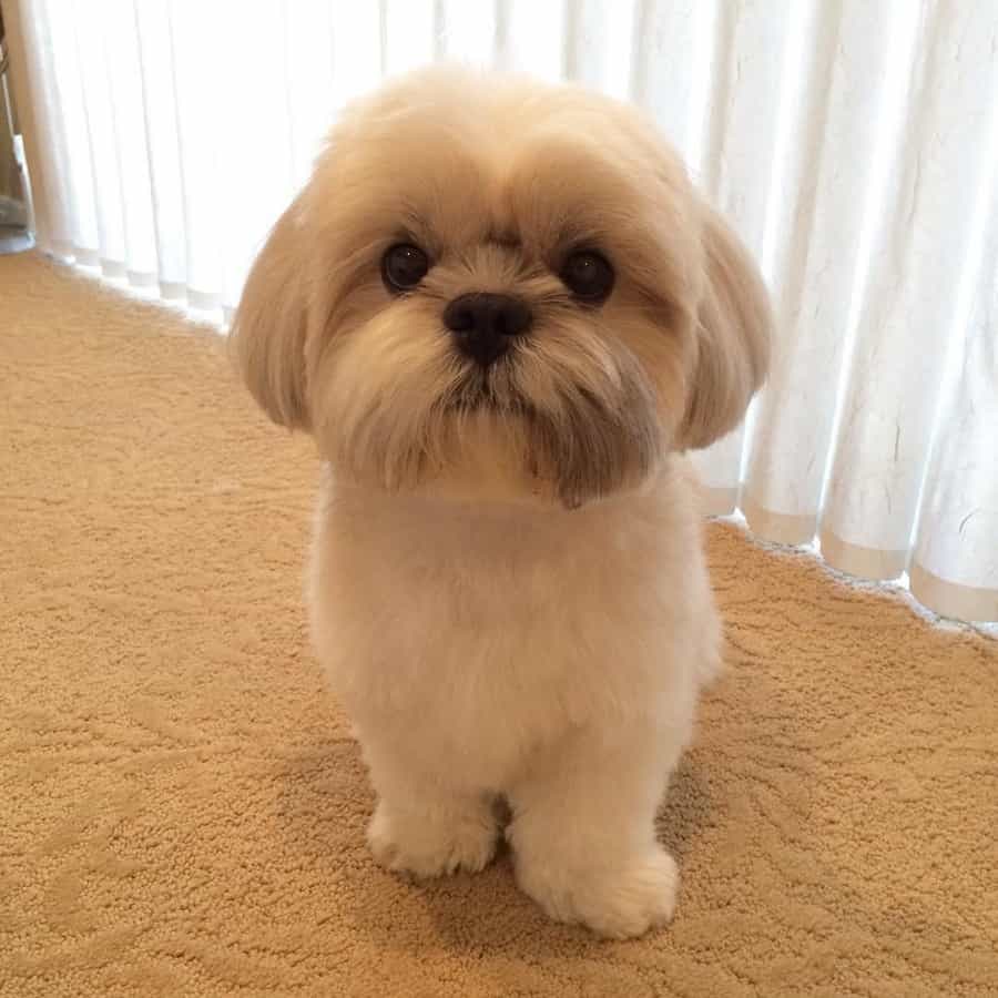 Chó Shih Tzu được chủ thiết kế lông