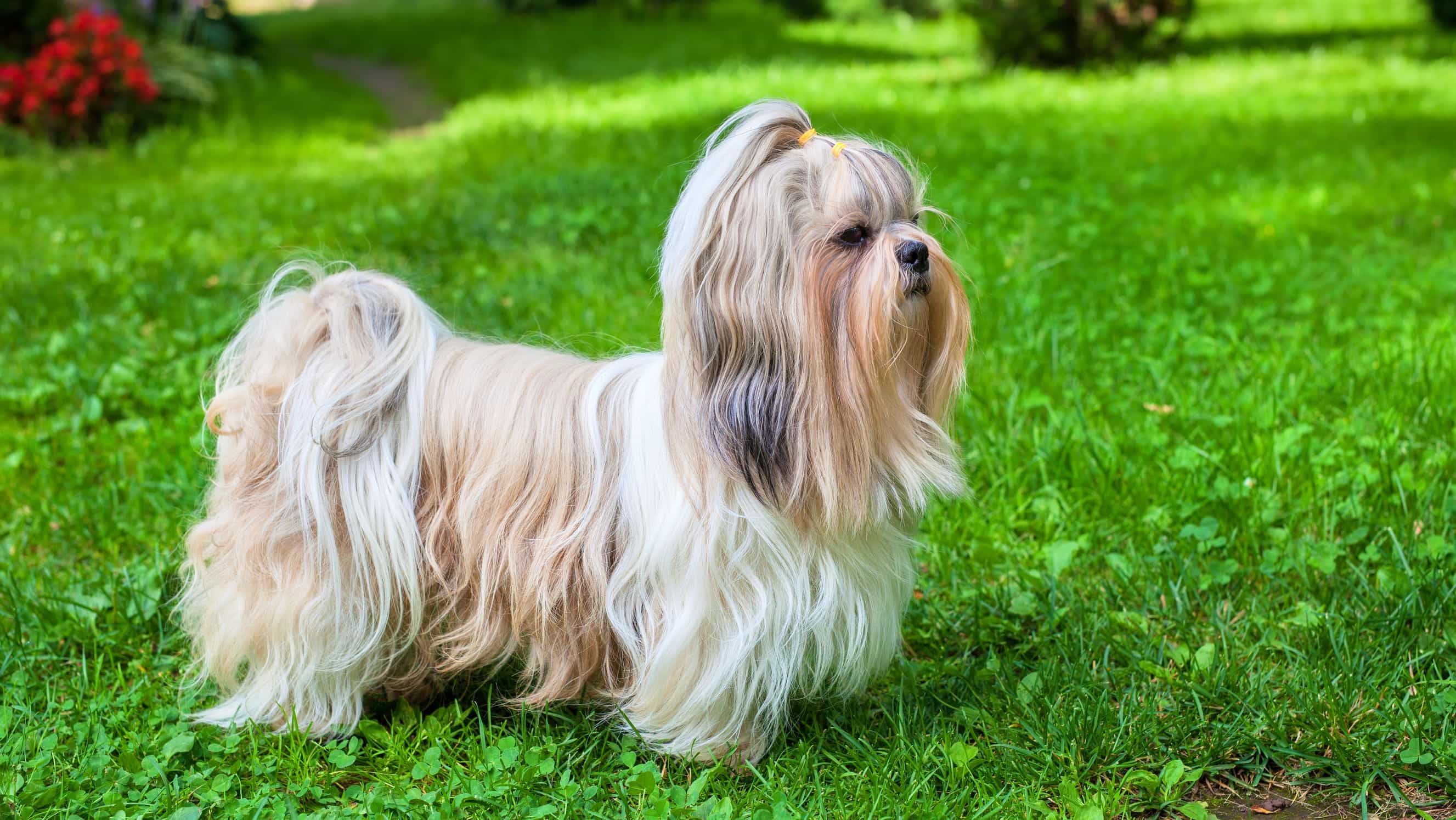 Chó Shih Tzu lông dài