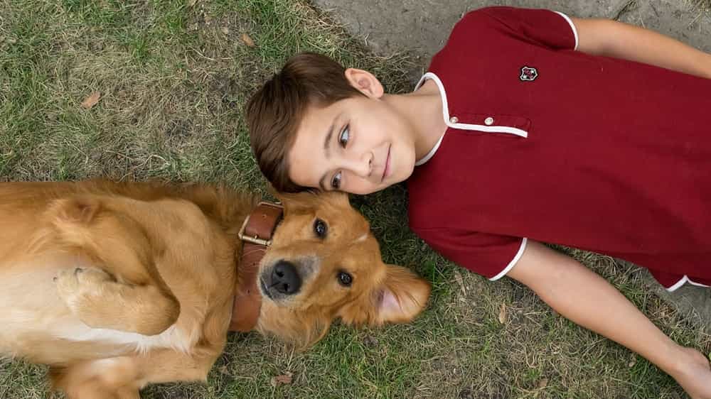 a dog's purpose