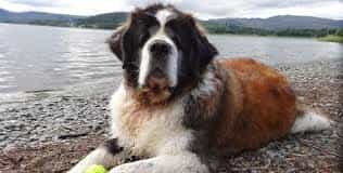 Hình ảnh chú chó ST. Bernard.