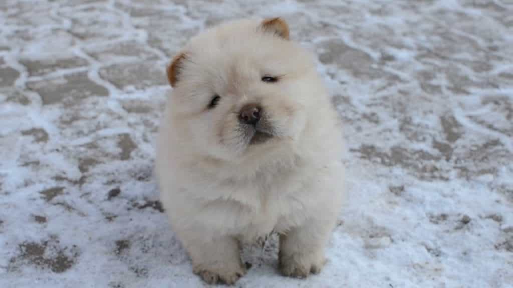 Một chú chó Chow chow trắng trên nền tuyết trắng