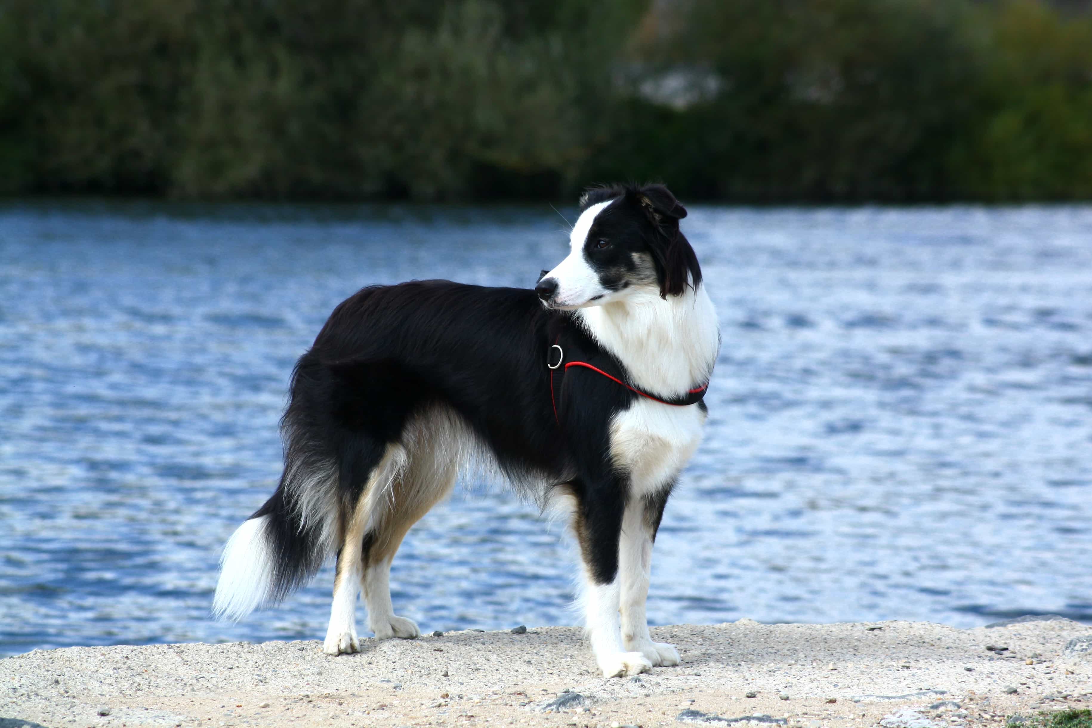 Collie Border có thân hình đẹp
