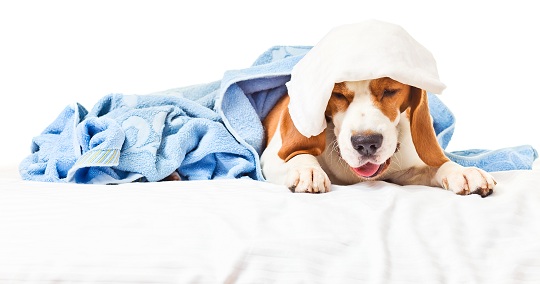 tránh cho các con chó khỏe mạnh tiếp xúc với chó bị sốt