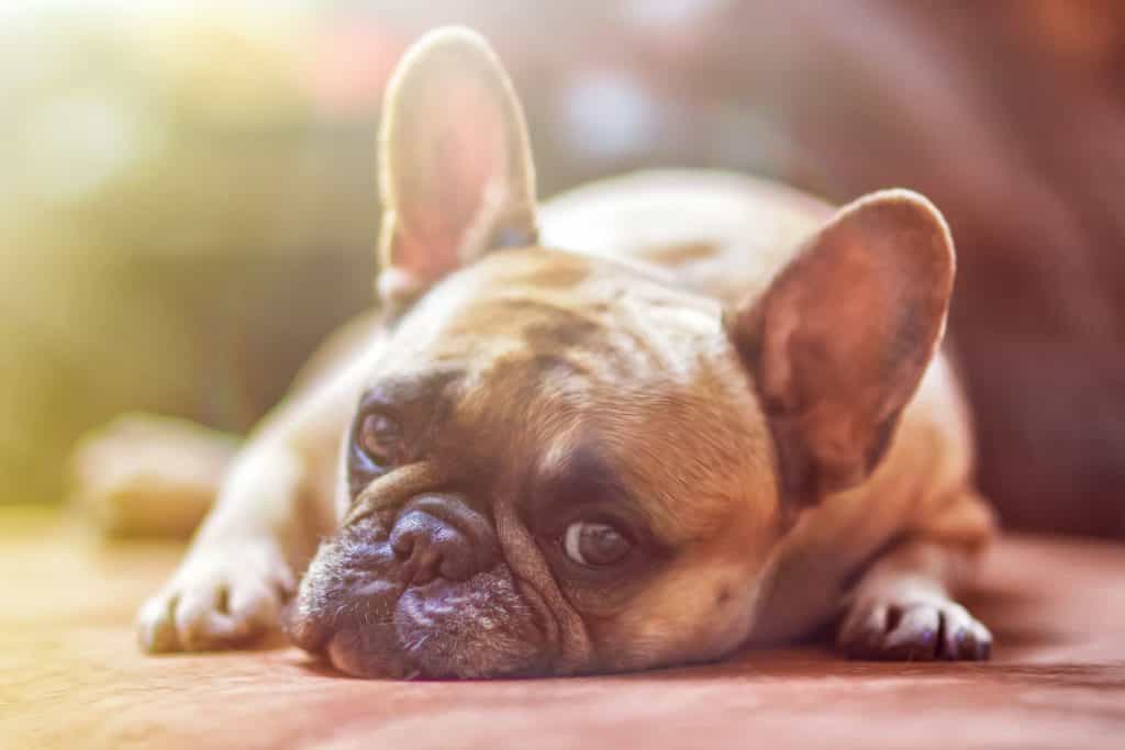 chó bị nôn có thể mắc care