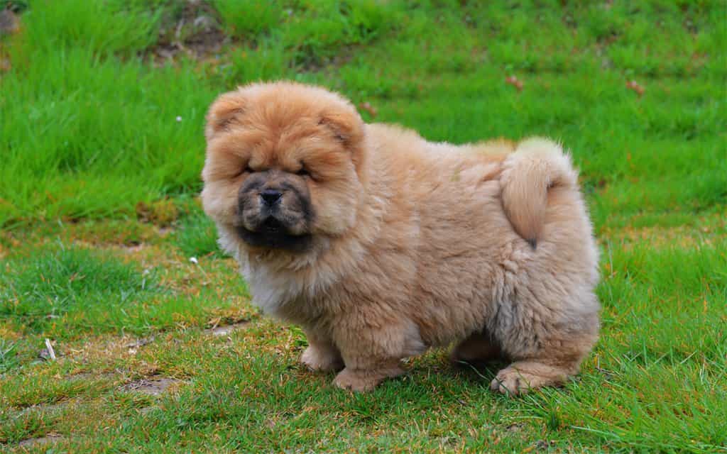 Tắm cho chó Chow chow mỗi tuần một lần