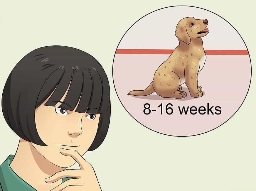 Nghiên cứu thời gian biểu của chó