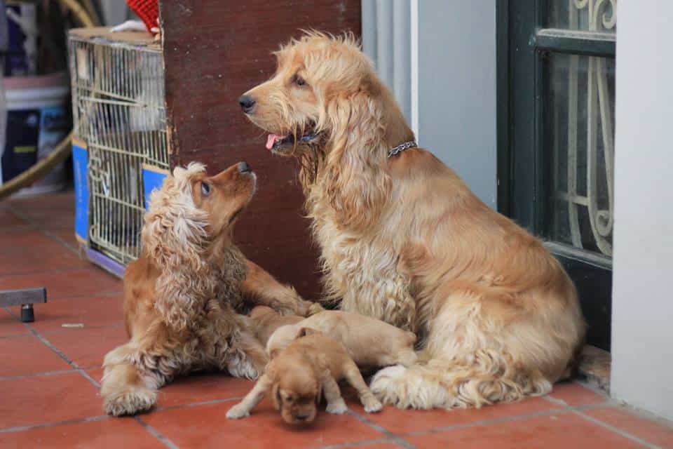 Thời điểm chó bắt đầu thay lông