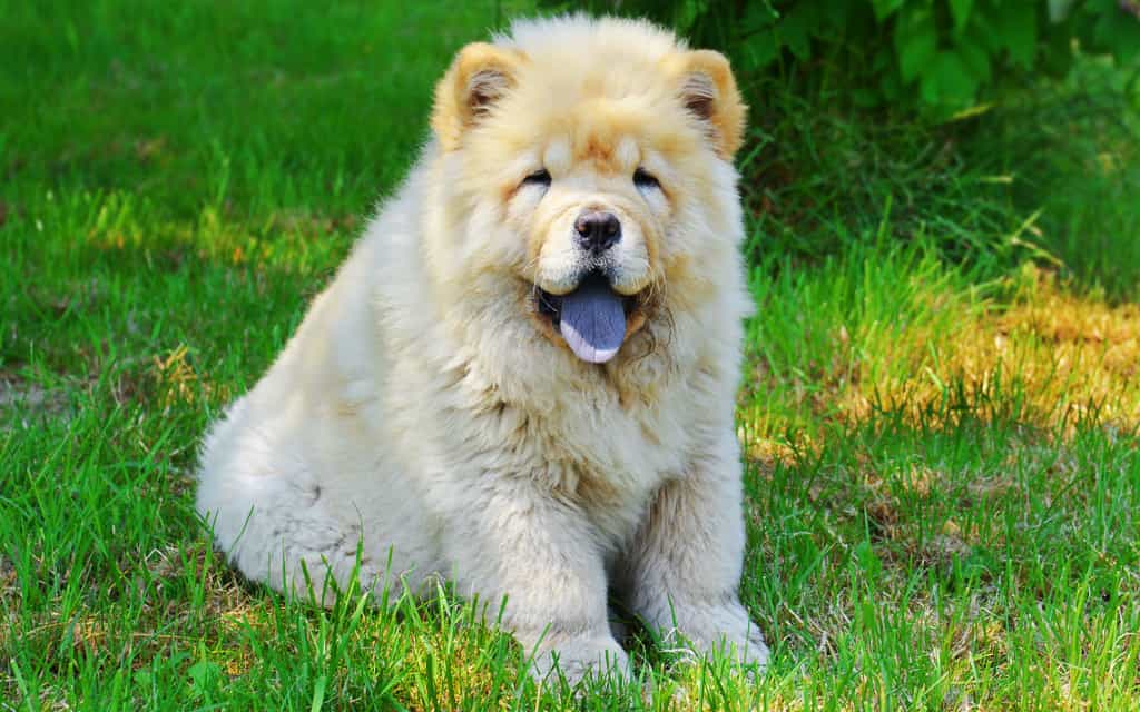 Chú chó Chow chow nhỏ dễ thương