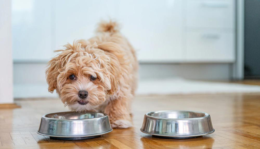 au88 app cho chó poodle nhỏ
