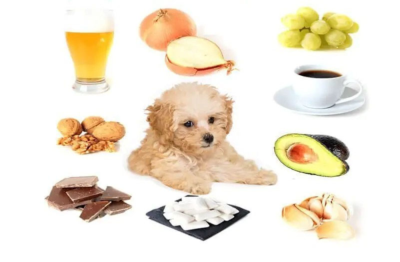 au88 app cho chó poodle nhỏ