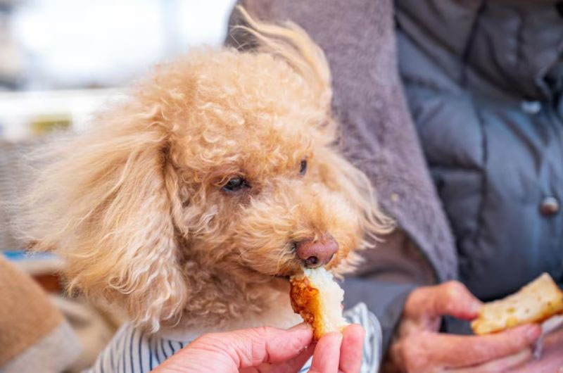 au88 app cho chó poodle nhỏ
