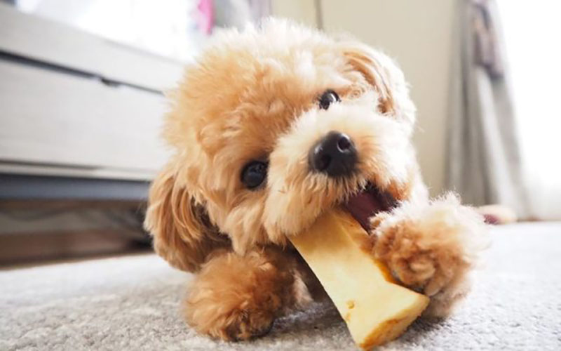 au88 app cho chó poodle nhỏ