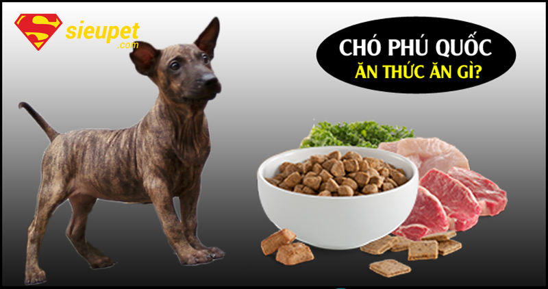 Thức Ăn Của Chó au88 - Khẩu phần ăn theo từng giai đoạn tuổi