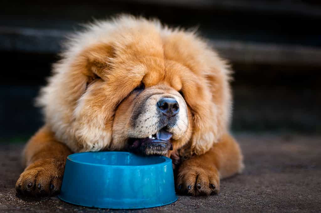 Nên xen kẽ au88 app khô trong chế độ ăn của Chow chow