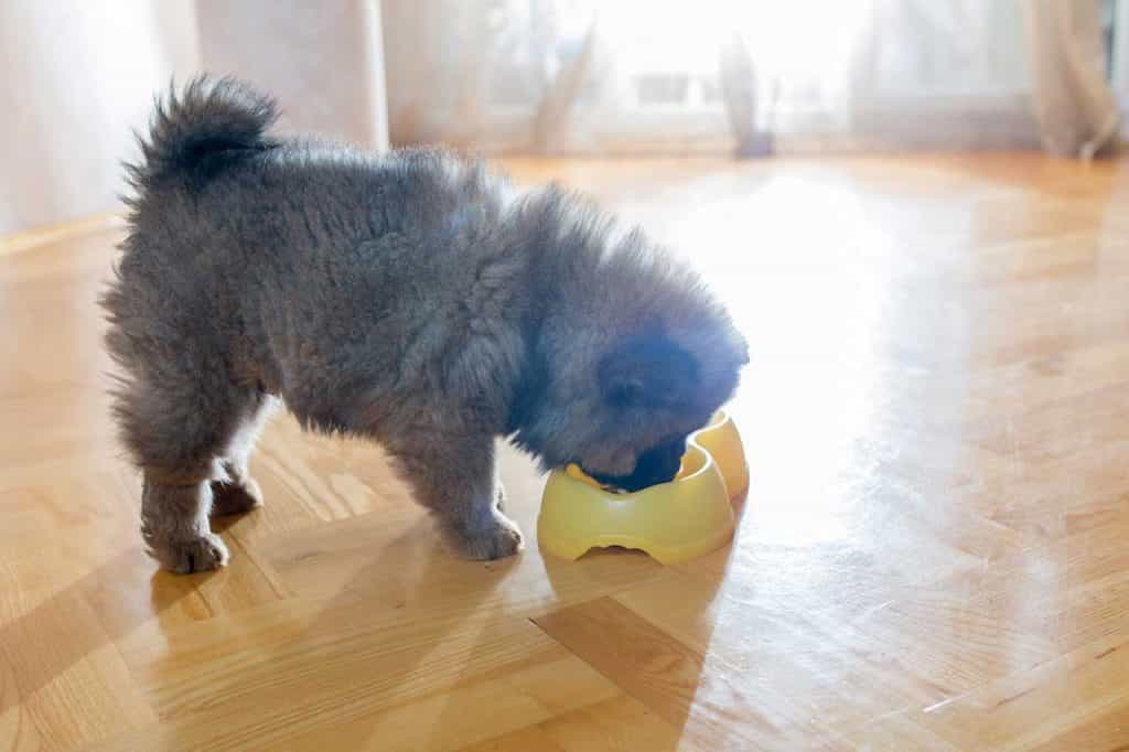 Chú chó Chow chow đang đứng ăn