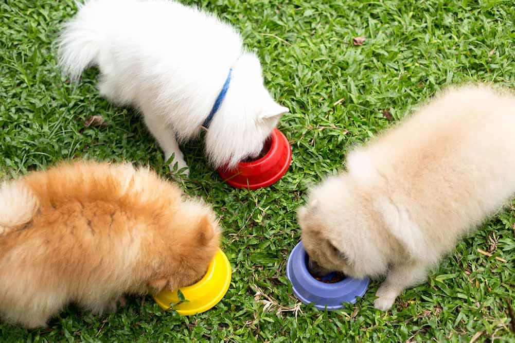 Bạn nên cho chúng ăn đầy đủ các chất