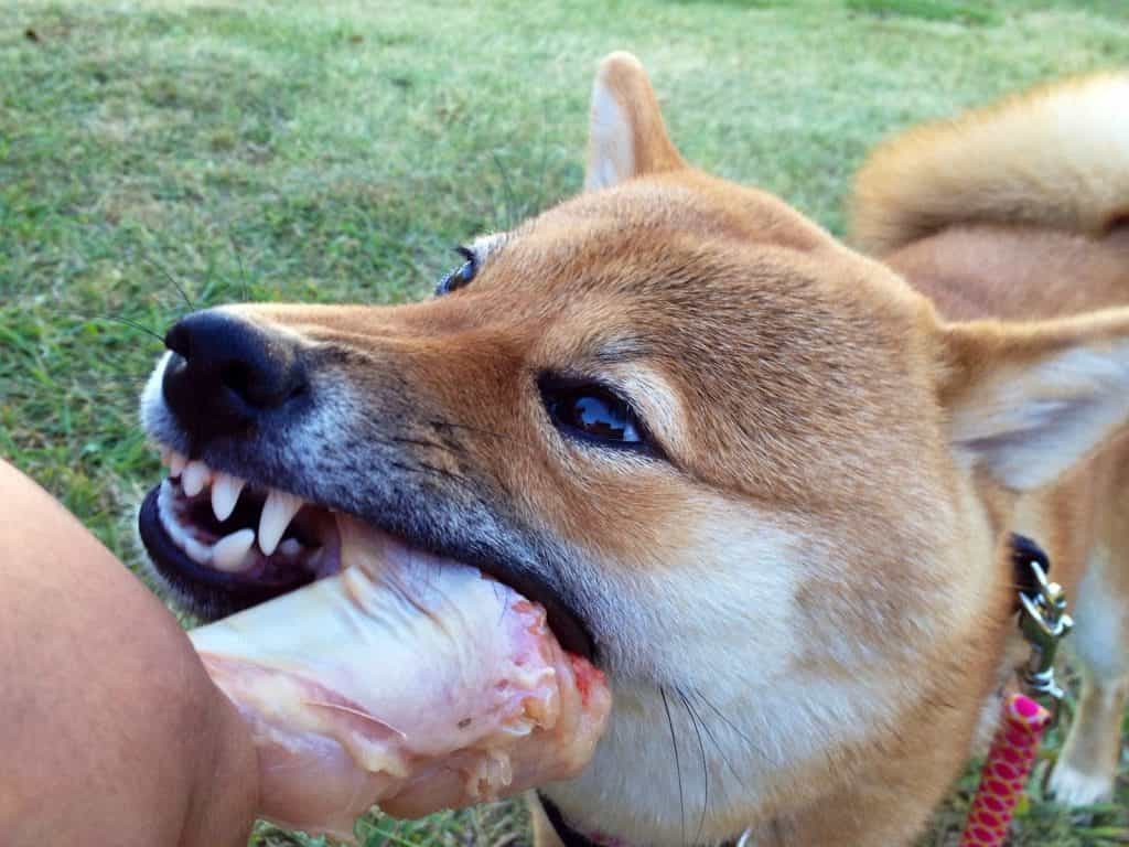 Chó au88 Inu đang gặm xương