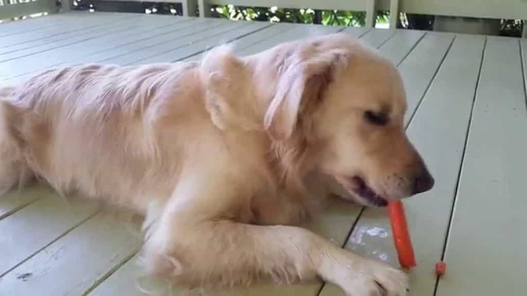 Chó Golden đang nằm ăn xúc xích
