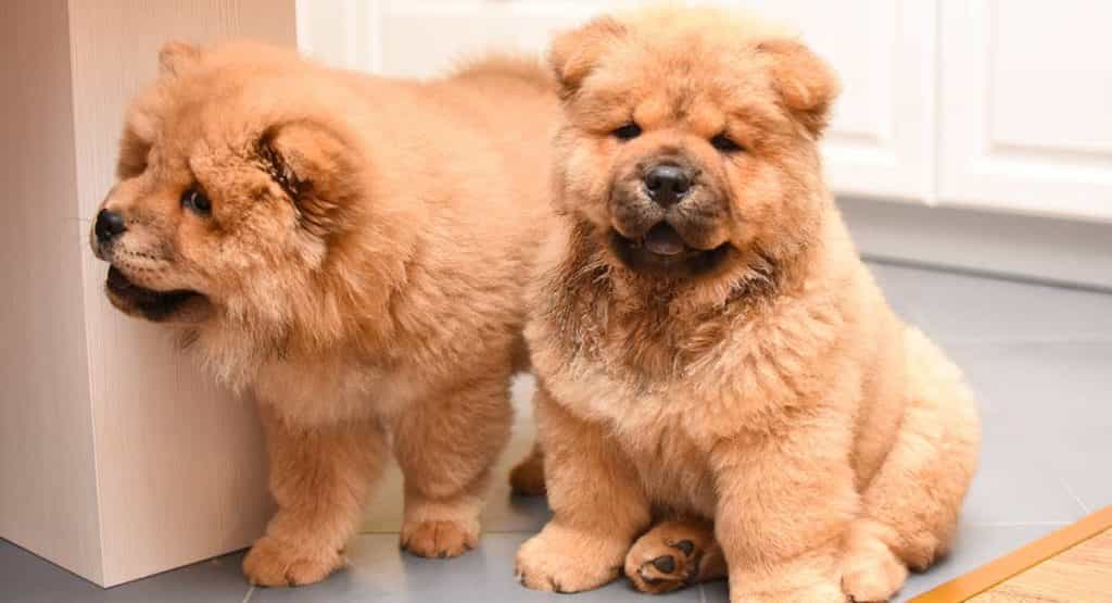 Chow chow là giống chó hung hăng?