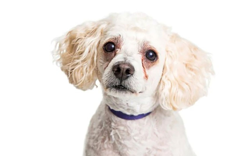 thuốc nhỏ mắt cho chó poodle