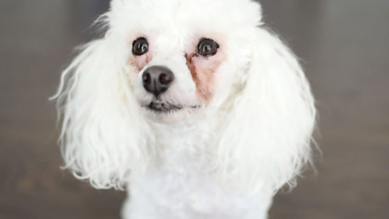 thuốc nhỏ mắt cho chó poodle