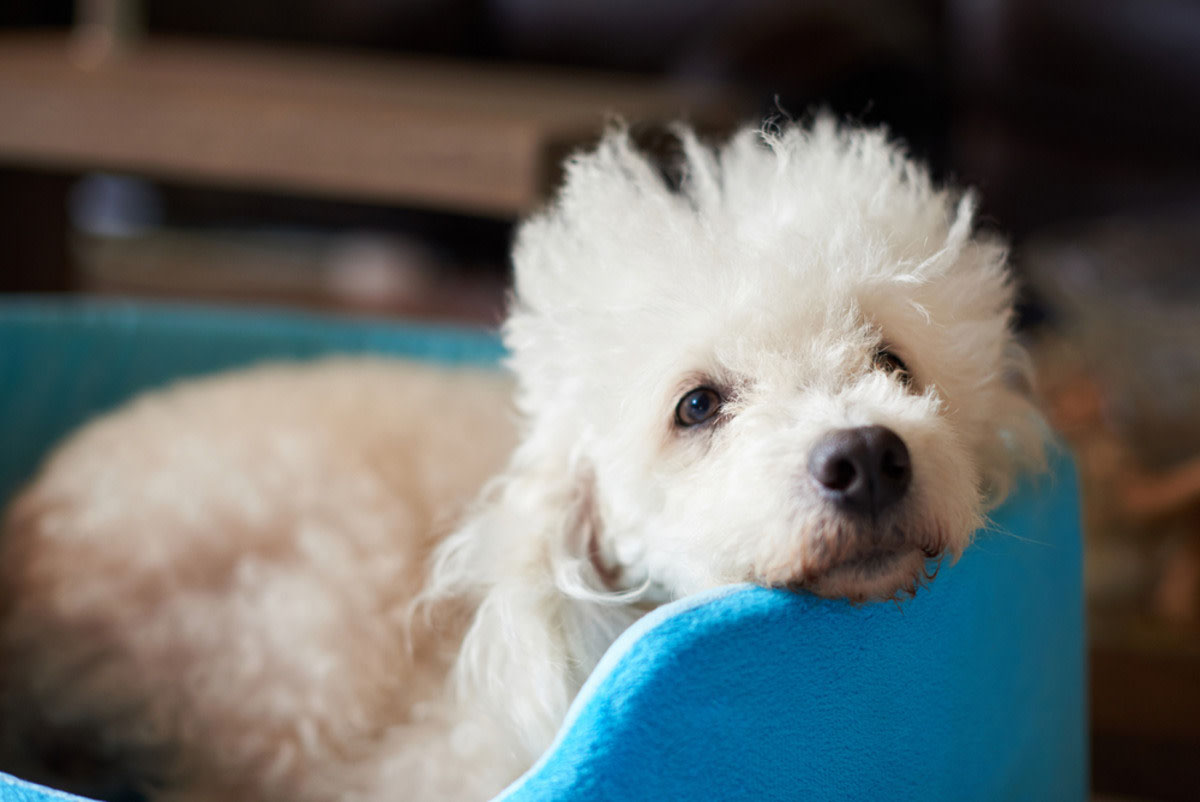 thuốc nhỏ mắt cho chó poodle