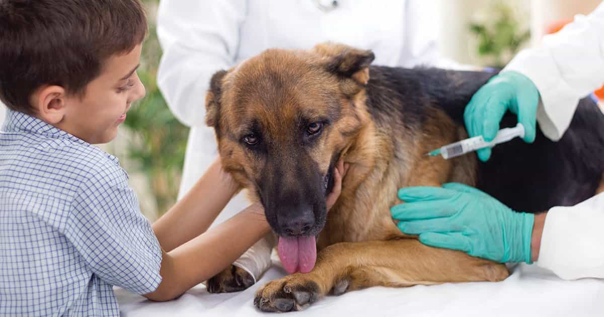 Tiêm bắp chân trên của chó