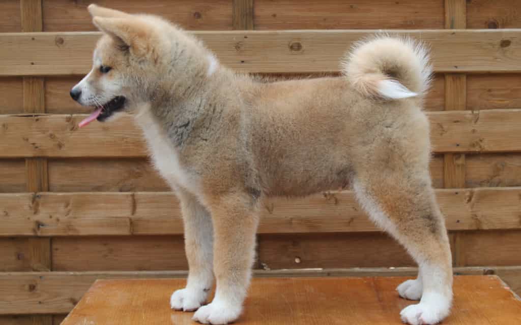 Tiêm phòng đầy đủ cho chó au88