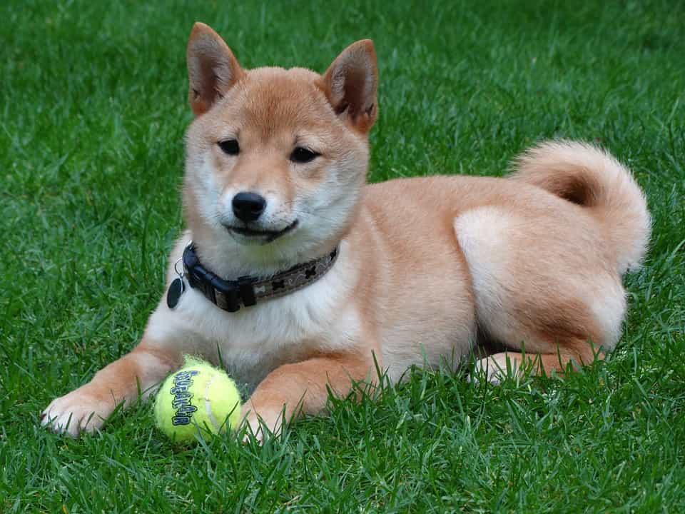 Chó au88 Inu chơi đùa cùng quả bóng