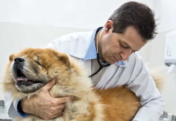 nên kiểm tra giá vacxin thường xuyên khi tiêm phòng cho chó