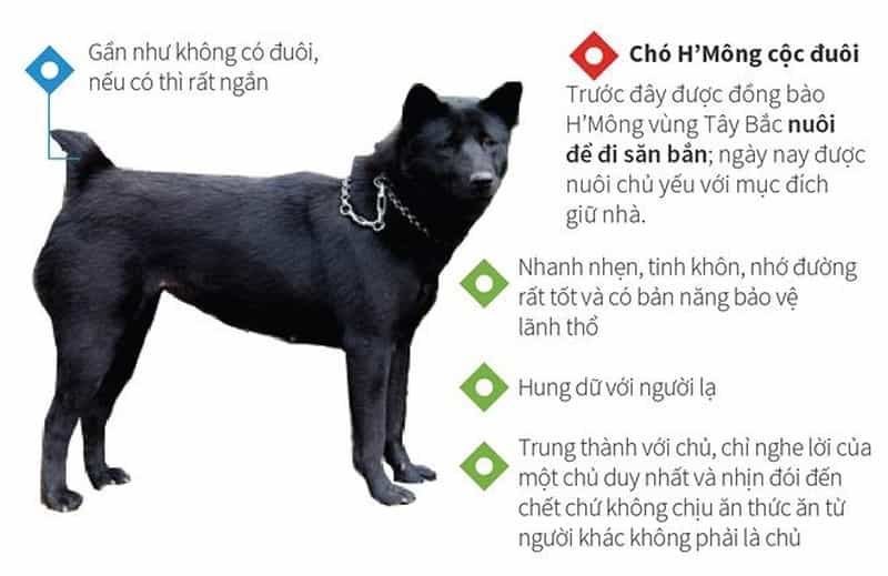 Đặc tính của mông cộc
