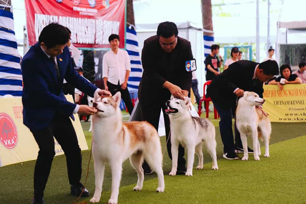 Tiêu chuẩn chung của chó