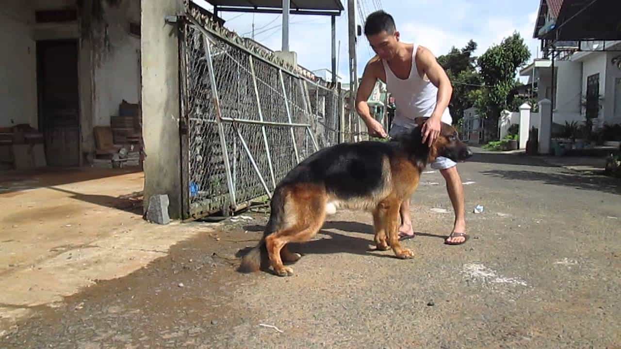 Robin Hill là trại chó có quy mô khá lớn tại TP Hồ Chí Minh