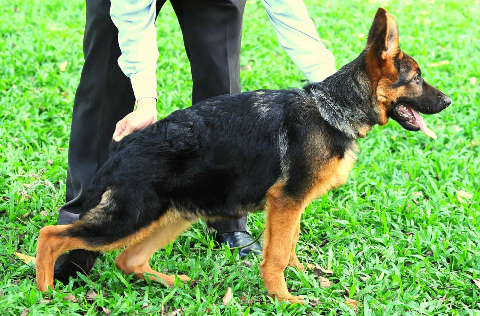 Trại chó au88 tại Việt Nam