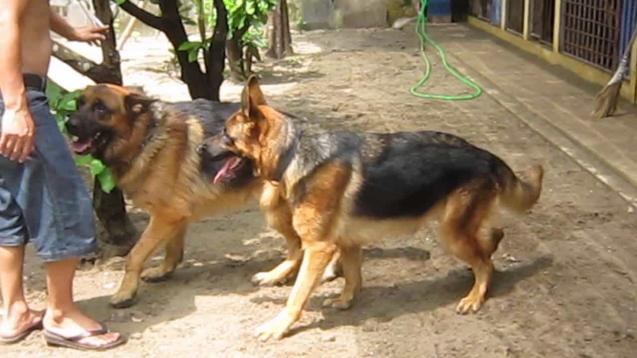 Trại au88 Nam Định có nhiều chú chó au88 chất lượng