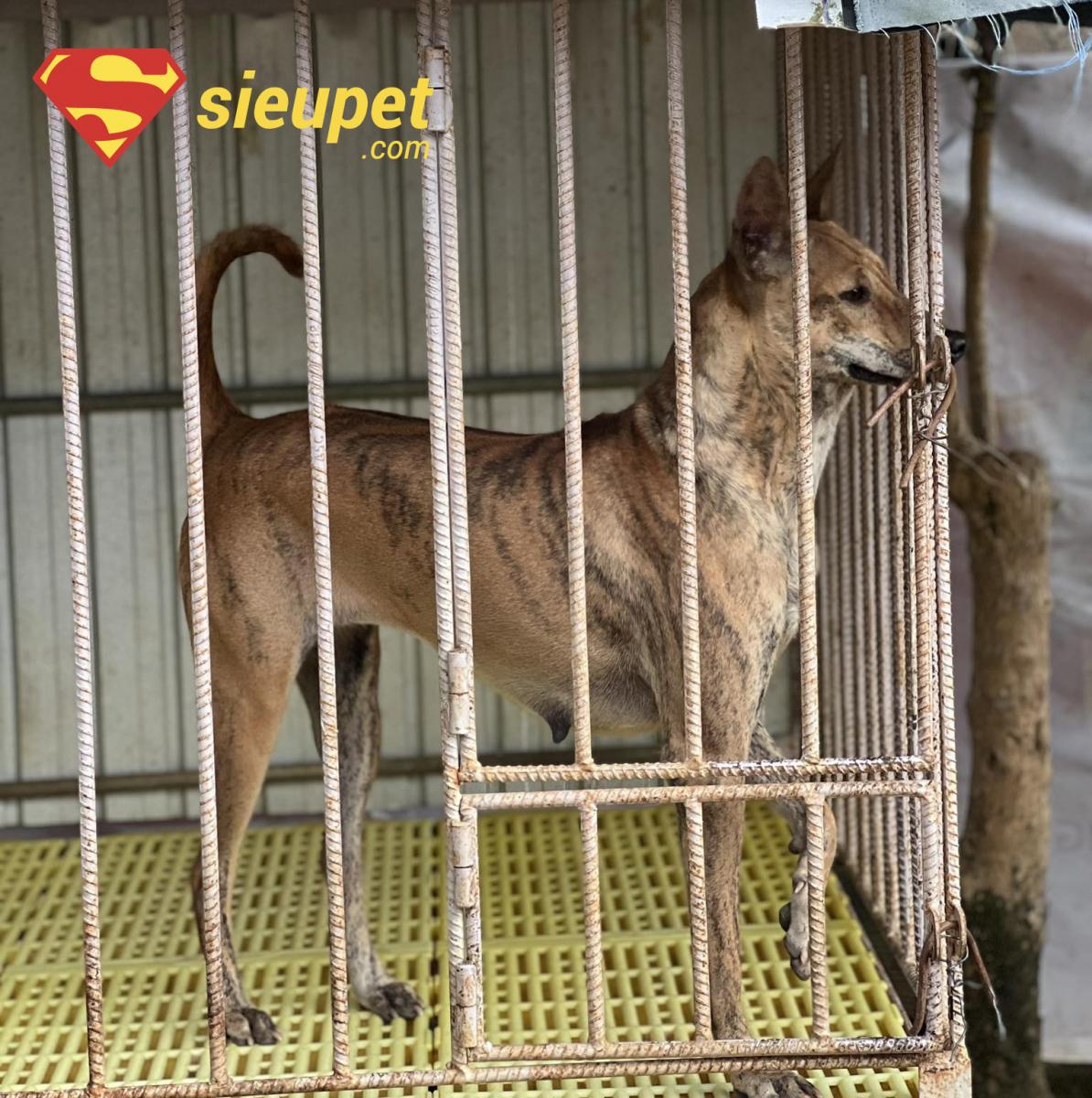 Cơ sở vật chất tại một Trại Nuôi Chó au88 uy tín