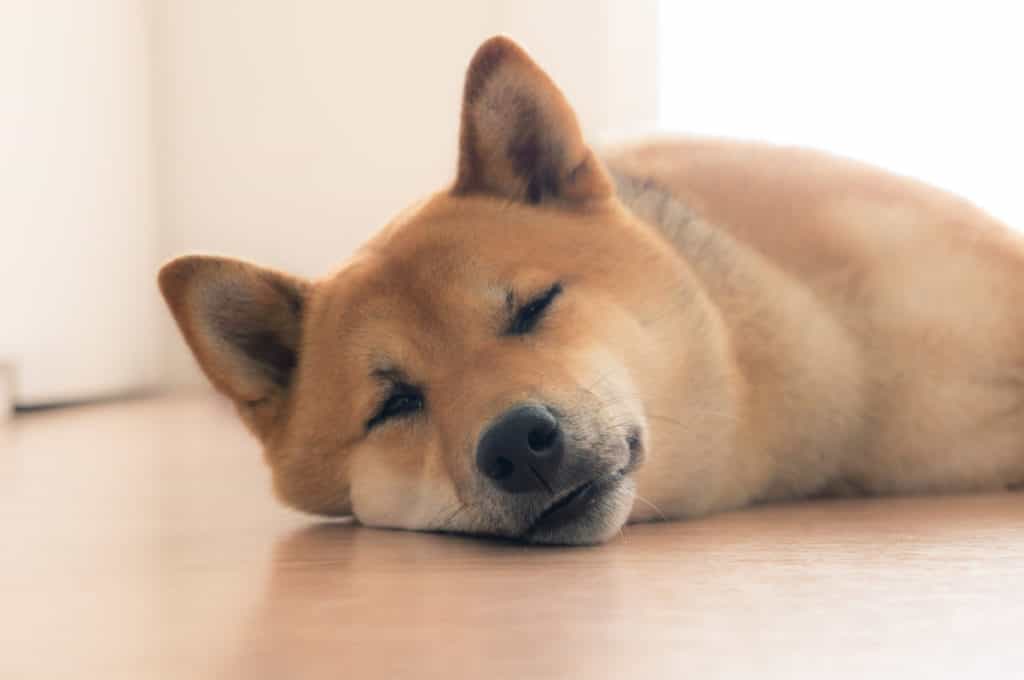 Bệnh sán au88 có thể lây sang người