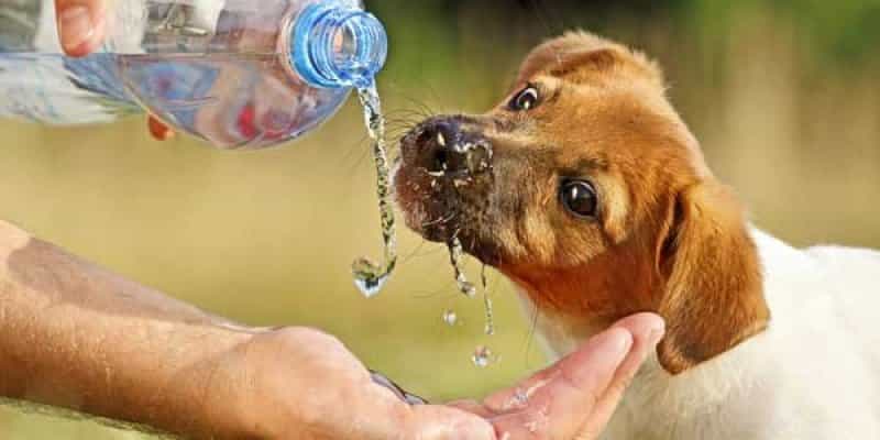 Sán au88 có thời gian điều trị lâu dài