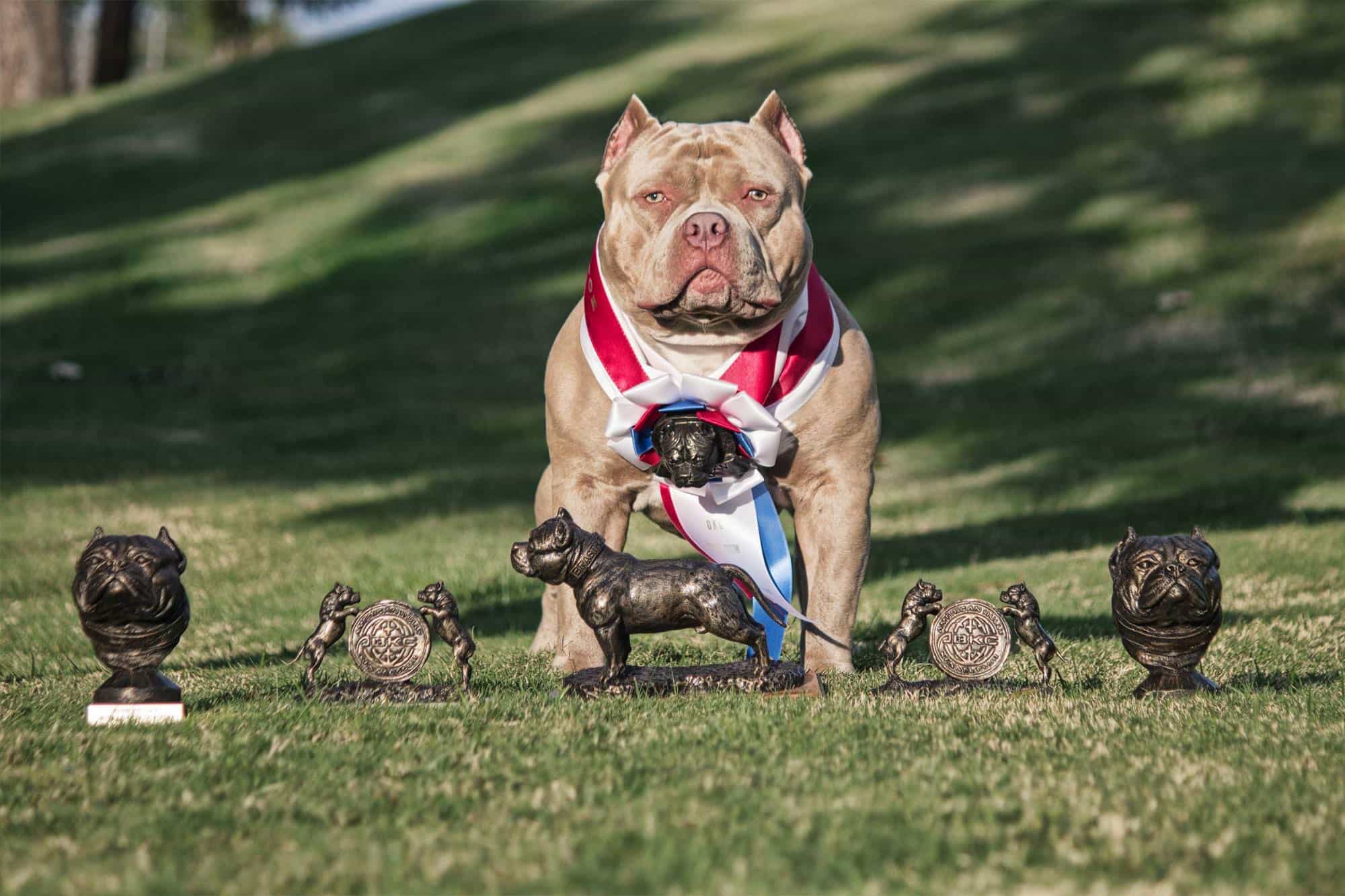 Giá chó Bully phụ thuộc vào độ tuổi 