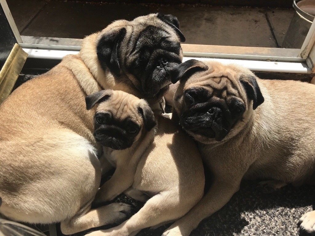 Ảnh 3 chú chó pug