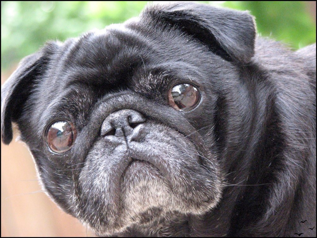 Tuổi của pug đen